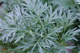 Artemisia